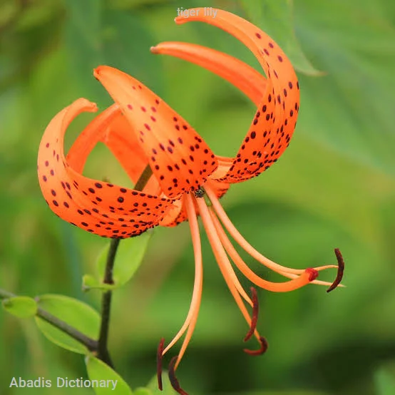 tiger lily